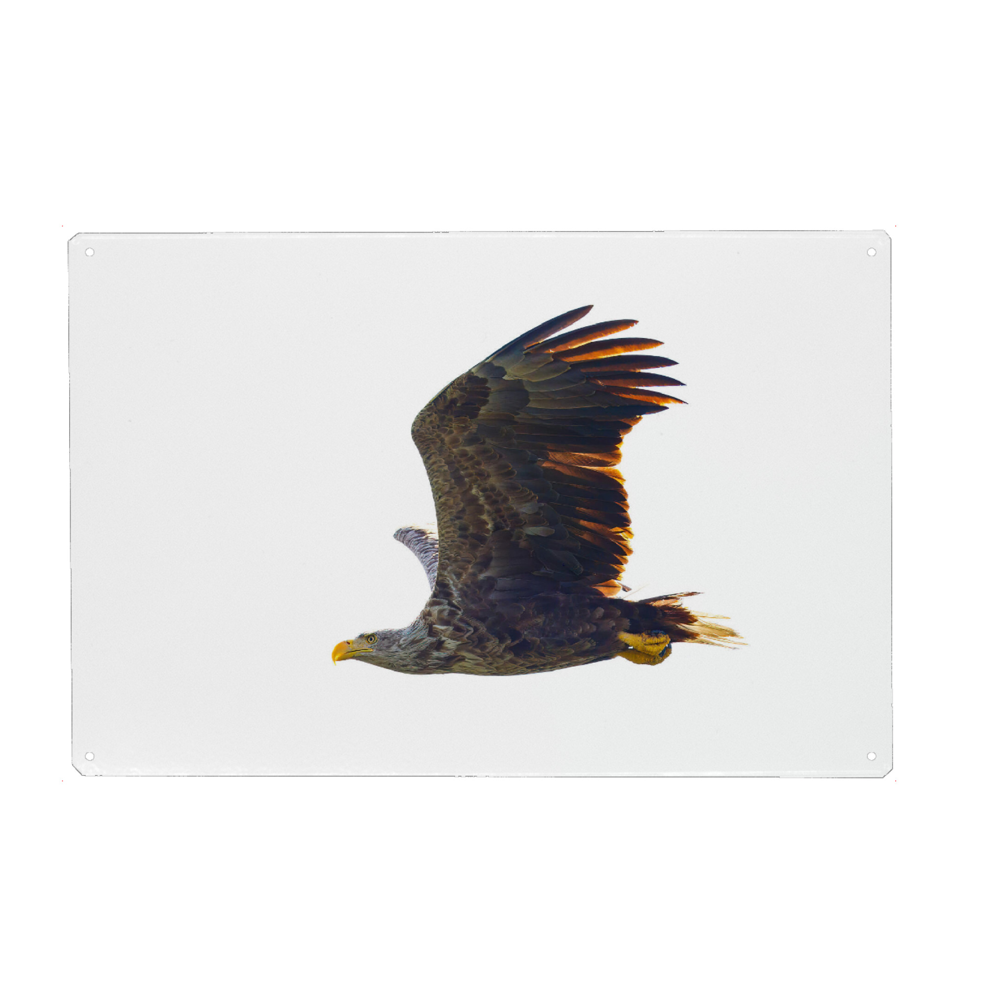 Metall Poster "Wilder Seeadler" artboxONE - Tiere - Adler,Seeadler,Vogel,Raubvogel,Wildlife,Flug,Fliegen,Donaudelta - Blechschild