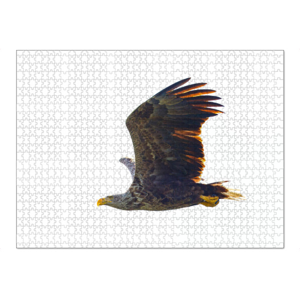 Puzzle Ravensburger "Wilder Seeadler" artboxONE - Tiere - Adler,Seeadler,Vogel,Raubvogel,Wildlife,Flug,Fliegen,Donaudelta - Bild adler