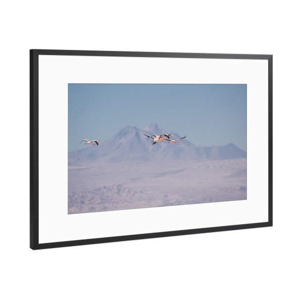 Poster mit Rahmen Schwarz (Metallic) "Flamingoes in the Distance" artboxONE - Natur,Tiere