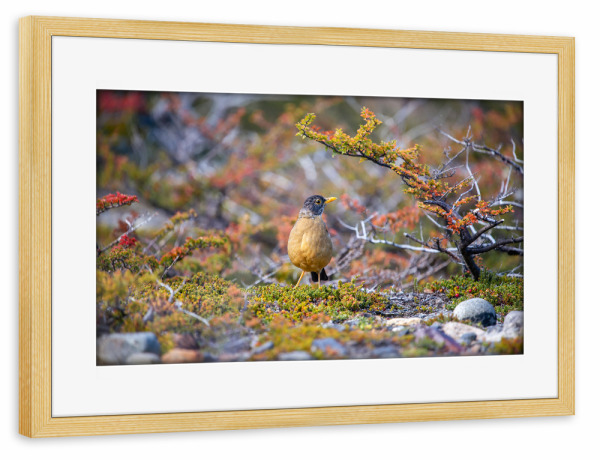 Poster mit Rahmen kiefer "Drossel im Herbstlaub" artboxONE - Natur,Tiere - Vogel,Naturfotografie,Patagonien,Argentinien,Herbstlaub,Herbst
