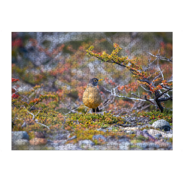 Puzzle Ravensburger "Drossel im Herbstlaub" artboxONE - Natur,Tiere - Vogel,Naturfotografie,Patagonien,Argentinien,Herbstlaub,Herbst - Bild vogel