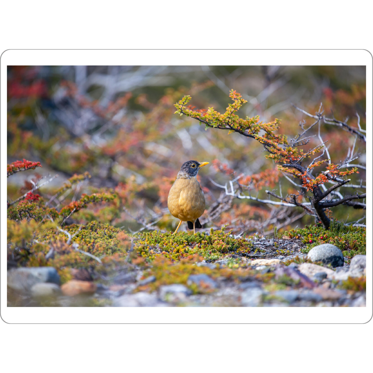Tischset "Drossel im Herbstlaub" artboxONE - Natur,Tiere - Vogel,Naturfotografie,Patagonien,Argentinien,Herbstlaub,Herbst - Bild vogel