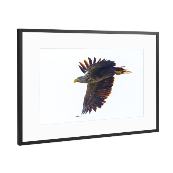 Poster mit Rahmen Schwarz (Metallic) "Seeadler im Donaudelta" artboxONE - Tiere - Adler,Seeadler,Vogel,Raubvogel,Wildlife,Flug,Fliegen,Donaudelta