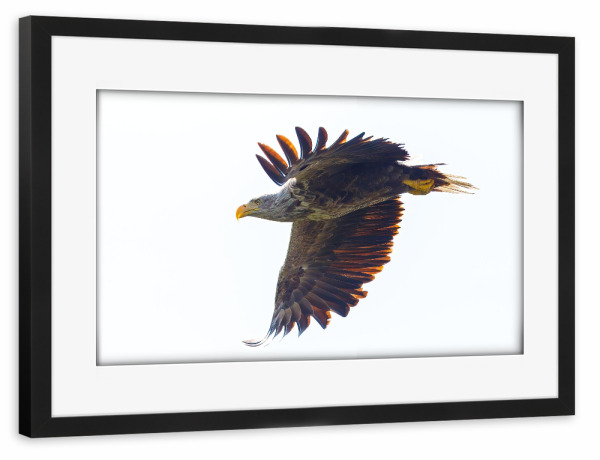 Poster mit Rahmen schwarz "Seeadler im Donaudelta" artboxONE - Tiere - Adler,Seeadler,Vogel,Raubvogel,Wildlife,Flug,Fliegen,Donaudelta
