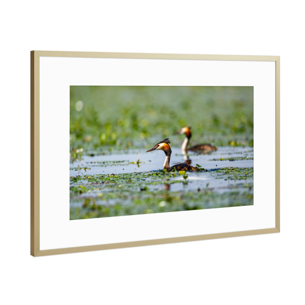 Poster mit Rahmen Gold "Haubentaucher im Donaudelta" artboxONE - Tiere - Haubentaucher,Donaudelta,Vogel,Vögel,Wildlife