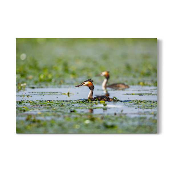 Galerie-Print "Haubentaucher im Donaudelta" 30x20 cm artboxONE
