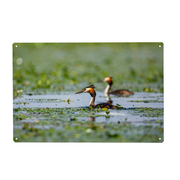 Holzbild "Haubentaucher im Donaudelta" artboxONE - Tiere - Haubentaucher,Donaudelta,Vogel,Vögel,Wildlife