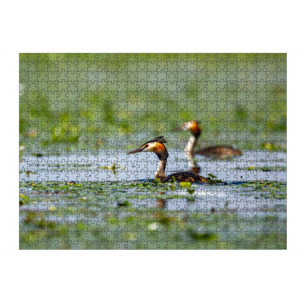 Puzzle Ravensburger "Haubentaucher im Donaudelta" artboxONE - Tiere - Haubentaucher,Donaudelta,Vogel,Vögel,Wildlife - Bild haubentaucher