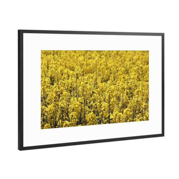 Poster mit Rahmen Schwarz (Metallic) "Blumenfeld mit gelben Blüten" artboxONE - Natur,Floral