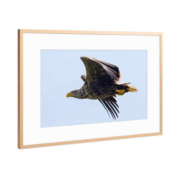 Poster mit Rahmen Kupfer "Seeadler im Flug" artboxONE - Tiere - Adler,Seeadler,Vogel,Raubvogel,Wildlife,Flug,Fliegen,Donaudelta