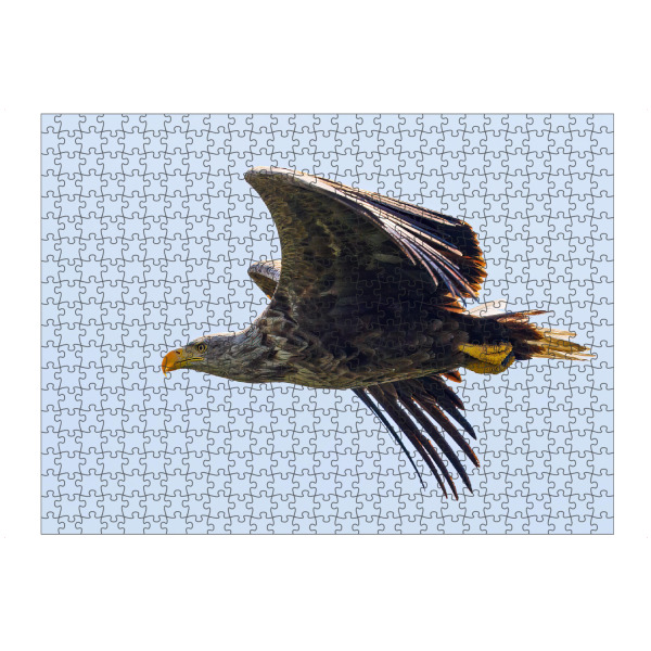 artboxONE Puzzle "Seeadler im Flug" artboxONE - Tiere - Adler,Seeadler,Vogel,Raubvogel,Wildlife,Flug,Fliegen,Donaudelta - Bild adler