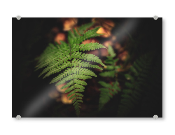 Acrylglasbild "Farnliebe" artboxONE - Natur,Floral,Buchstaben / F - Farn,Wald,Herbststimmung,Herbst,Pilze,Natur,Floral,Pilz,Farnwedel