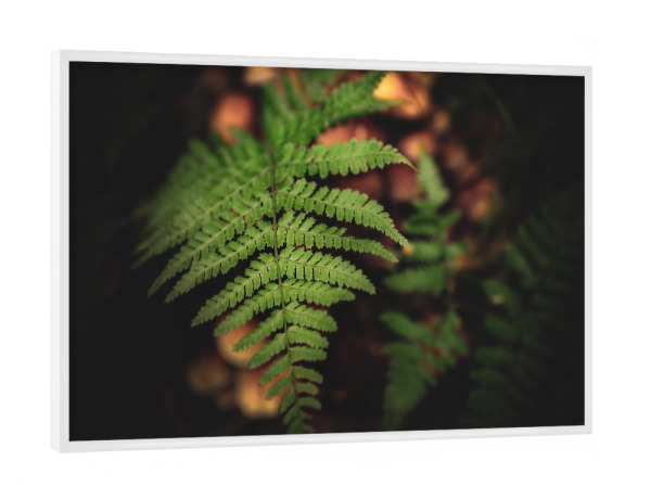 Poster mit weißem Rahmen "Farnliebe" artboxONE - Natur,Floral,Buchstaben / F - Farn,Wald,Herbststimmung,Herbst,Pilze,Natur,Floral,Pilz,Farnwedel