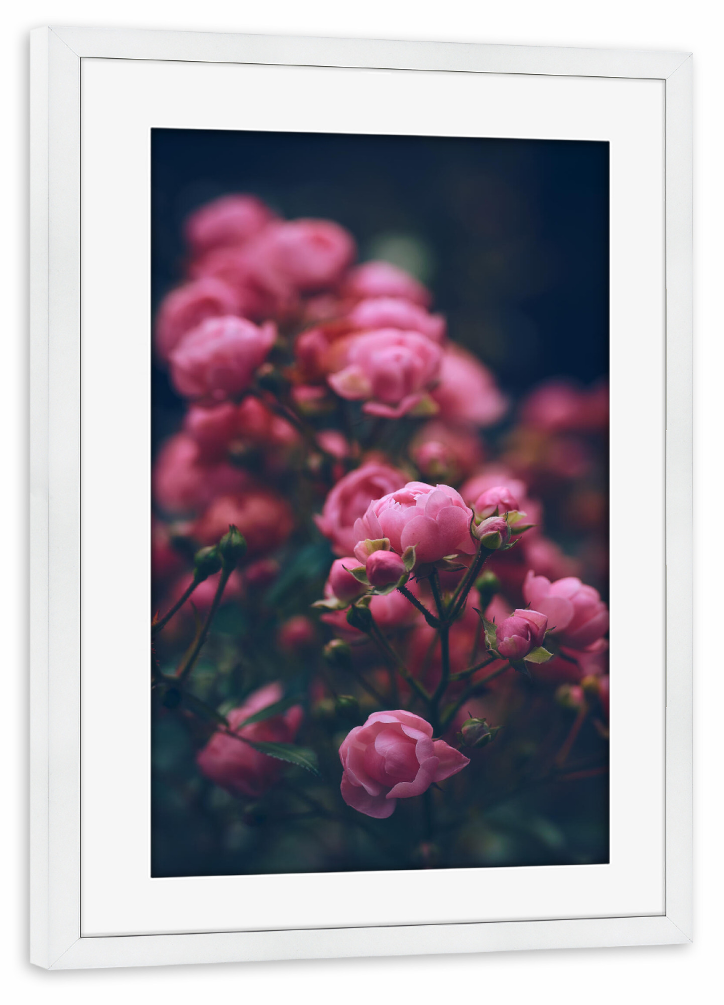 Poster mit Rahmen weiß "Miniaturrosen in pink" artboxONE - Natur,Floral - Rose,Rosen,Miniaturrose,Pink,Blumen,Blüte,Floral,Flora,Rosig,Blumig,Dunkel