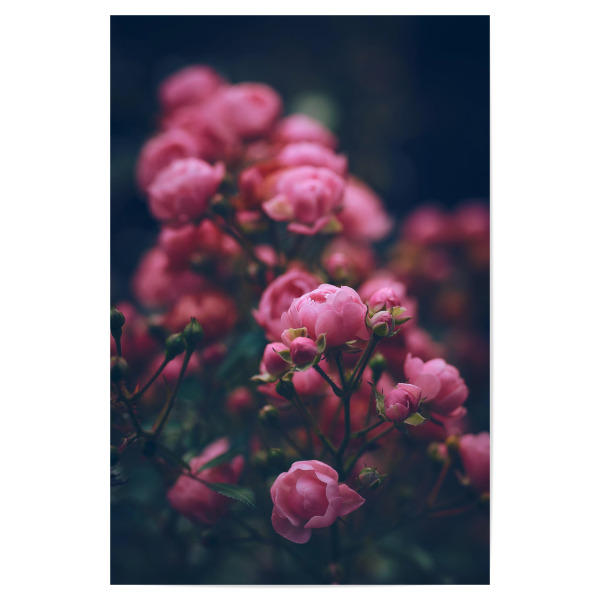 Poster "Miniaturrosen in pink" artboxONE - Natur,Floral - Rose,Rosen,Miniaturrose,Pink,Blumen,Blüte,Floral,Flora,Rosig,Blumig,Dunkel