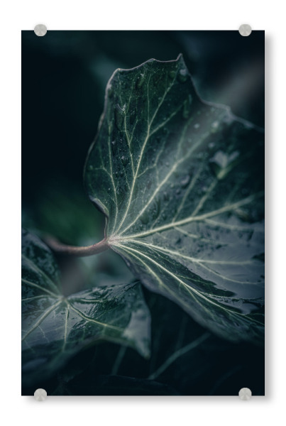 Acrylglasbild "Ivy Leaves" artboxONE - Natur,Floral - Efeublatt,Blatt,Hedera helix,Nahaufnahme,Makrofotografie,Nass,Düster,Dunkel