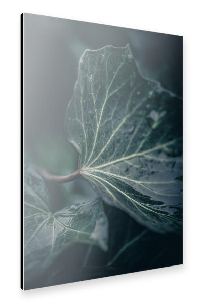 Alu-Dibond "Ivy Leaves" 30x20 cm artboxONE