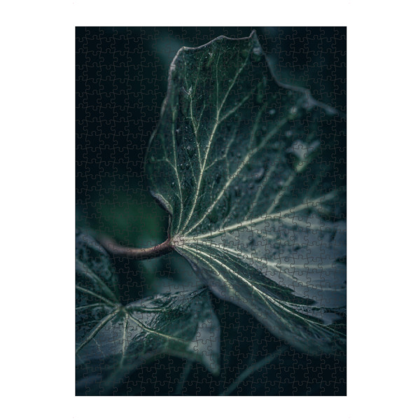 artboxONE Puzzle "Ivy Leaves" artboxONE - Natur,Floral - Efeublatt,Blatt,Hedera helix,Nahaufnahme,Makrofotografie,Nass,Düster,Dunkel