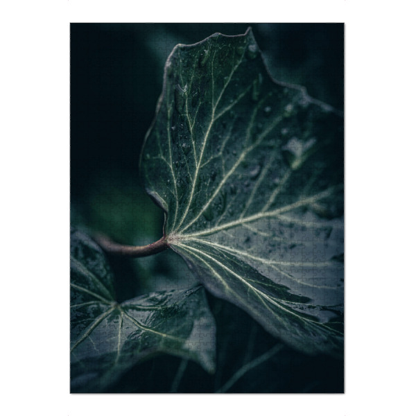 Puzzle Ravensburger "Ivy Leaves" artboxONE - Natur,Floral - Efeublatt,Blatt,Hedera helix,Nahaufnahme,Makrofotografie,Nass,Düster,Dunkel