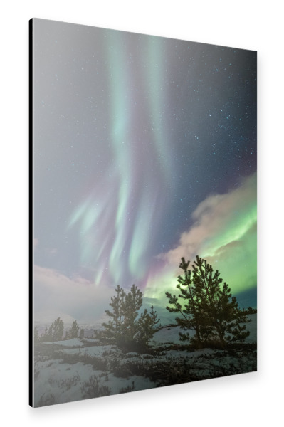 Alu-Dibond "Aurora Trees" 30x20 cm artboxONE