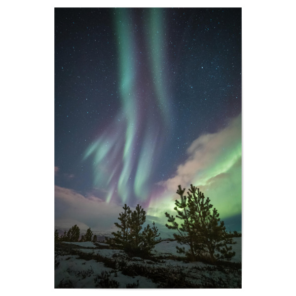 Poster "Aurora Trees" artboxONE - Natur,Galaxy