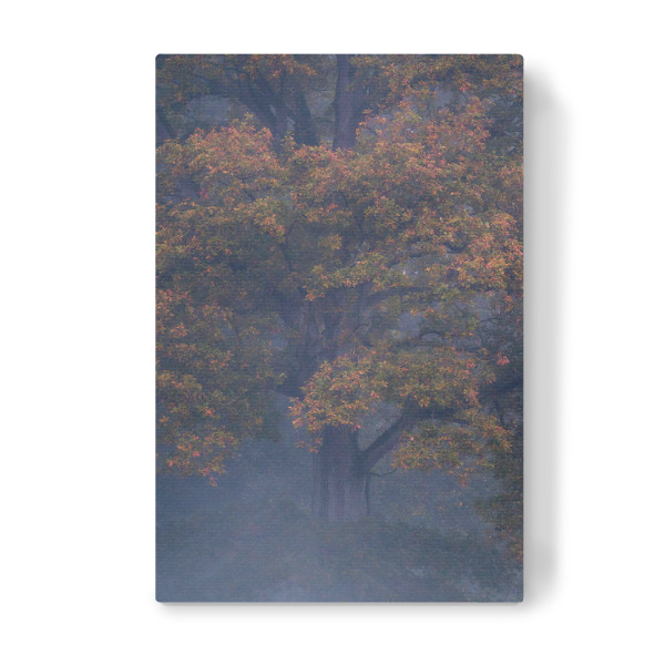 Leinwandbild "Herbstliche Eiche im Morgennebel" artboxONE - Natur - Herbst,Herbstlich,Eiche,Nebel,Natur,Baum,Wald,Baumkrone,Waldbaden,Morgennebel