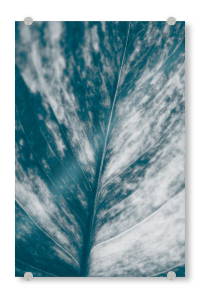 Acrylglasbild "Blätterkunst" artboxONE - Natur,Floral - Blatt,Pflanzenblatt,Makrofotografie,Blattadern,Efeutute,Nahaufnahme