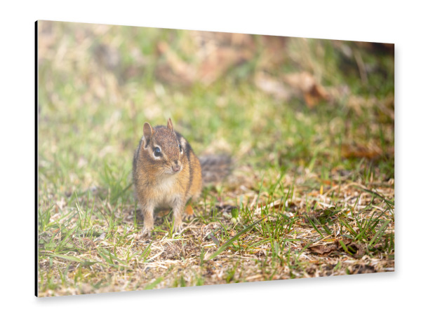 Alu-Dibond "Wilde Streifenhörnchen" 30x20 cm artboxONE