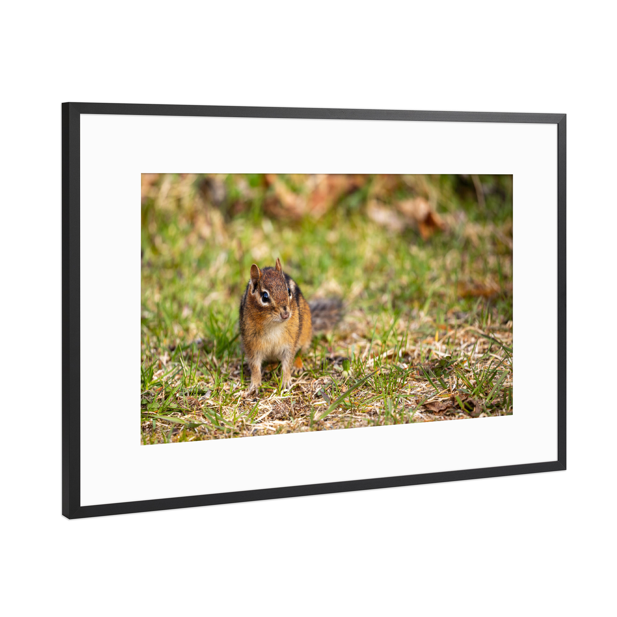 Poster mit Rahmen Schwarz (Metallic) "Wilde Streifenhörnchen" artboxONE - Tiere - Streifenhörnchen,Nagetier,Kanada,Wildlife,Niedlich,Tier,Wildtiere