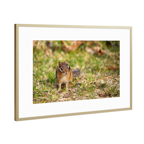 Poster mit Rahmen Gold "Wilde Streifenhörnchen" artboxONE - Tiere - Streifenhörnchen,Nagetier,Kanada,Wildlife,Niedlich,Tier,Wildtiere