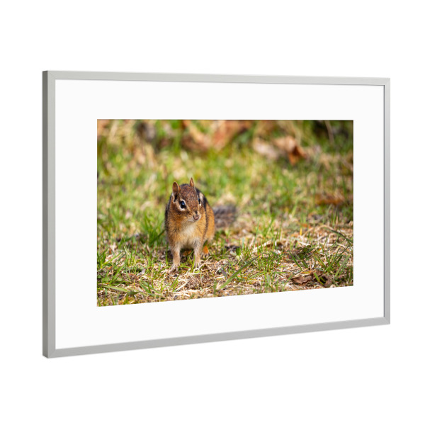 Poster mit Rahmen Silber "Wilde Streifenhörnchen" artboxONE - Tiere - Streifenhörnchen,Nagetier,Kanada,Wildlife,Niedlich,Tier,Wildtiere