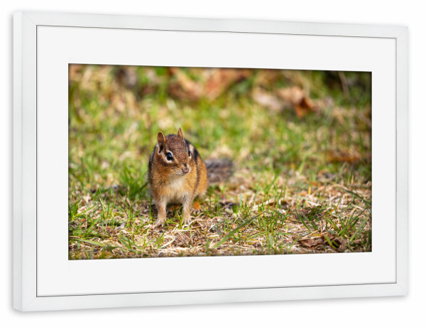 Poster mit Rahmen weiß "Wilde Streifenhörnchen" artboxONE - Tiere - Streifenhörnchen,Nagetier,Kanada,Wildlife,Niedlich,Tier,Wildtiere