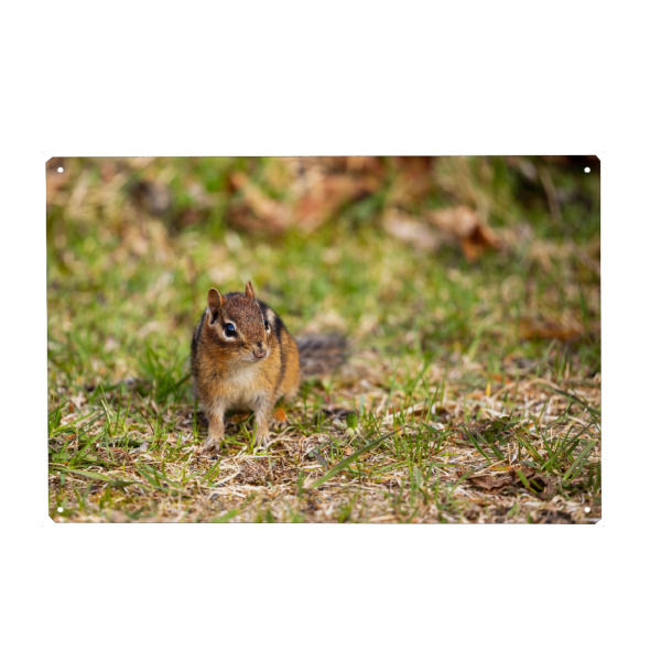 Metall Poster "Wilde Streifenhörnchen" artboxONE - Tiere - Streifenhörnchen,Nagetier,Kanada,Wildlife,Niedlich,Tier,Wildtiere - Blechschild
