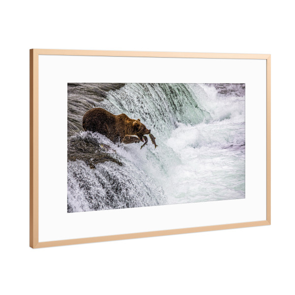 Poster mit Rahmen Kupfer "Ein Bär fängt Fische" artboxONE - Natur,Reise,Tiere - Alaska,Bär,Lachs,Fischfang,Wasserfall,Lachswanderung