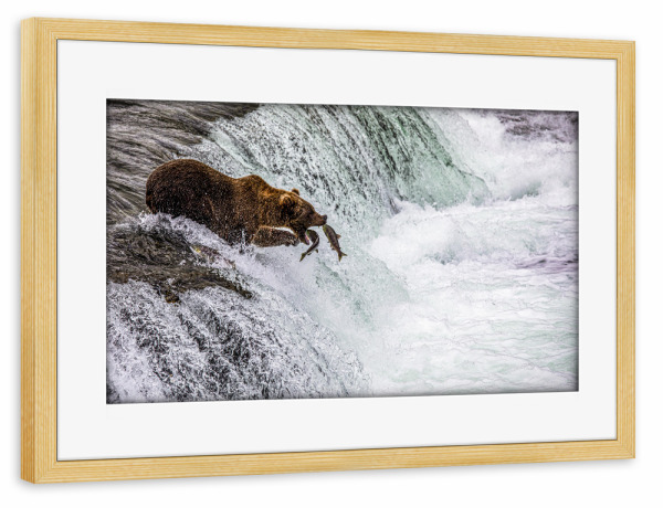 Poster mit Rahmen kiefer "Ein Bär fängt Fische" artboxONE - Natur,Reise,Tiere - Alaska,Bär,Lachs,Fischfang,Wasserfall,Lachswanderung