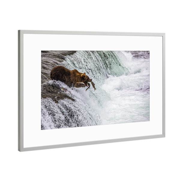 Poster mit Rahmen Silber "Ein Bär fängt Fische" artboxONE - Natur,Reise,Tiere - Alaska,Bär,Lachs,Fischfang,Wasserfall,Lachswanderung