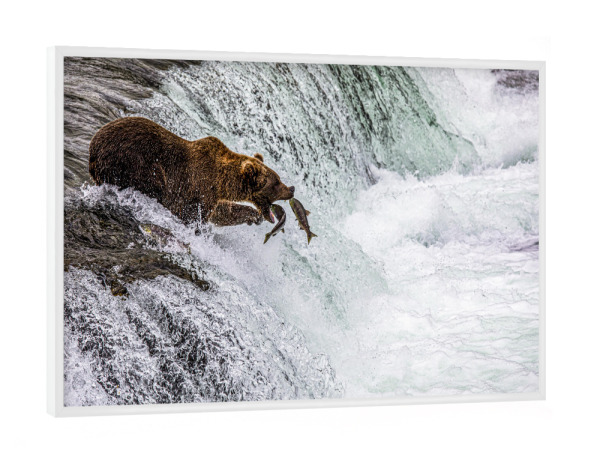 Poster mit weißem Rahmen "Ein Bär fängt Fische" artboxONE - Natur,Reise,Tiere - Alaska,Bär,Lachs,Fischfang,Wasserfall,Lachswanderung