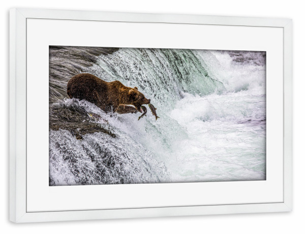 Poster mit Rahmen weiß "Ein Bär fängt Fische" artboxONE - Natur,Reise,Tiere - Alaska,Bär,Lachs,Fischfang,Wasserfall,Lachswanderung