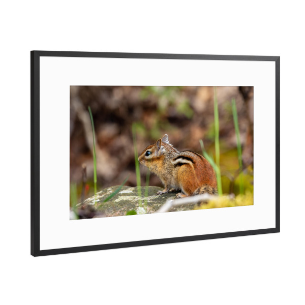 Poster mit Rahmen Schwarz (Metallic) "Wilde Streifenhörnchen im Wald" artboxONE - Tiere