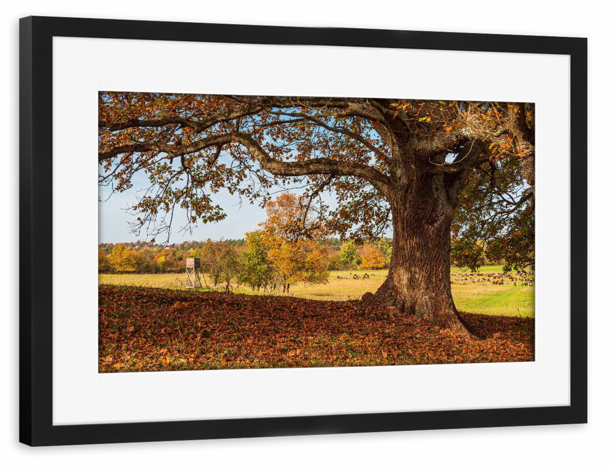 Poster mit Rahmen schwarz "Laub, Herbst, Baum" artboxONE - Natur,Reise