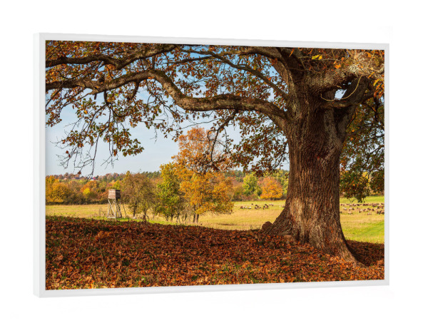 Poster mit weißem Rahmen "Laub, Herbst, Baum" artboxONE - Natur,Reise