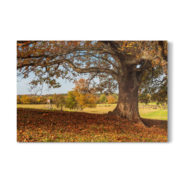 Galerie-Print "Laub, Herbst, Baum" 30x20 cm artboxONE
