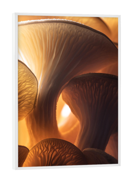 Poster mit weißem Rahmen "Pilzleuchten" artboxONE - Natur