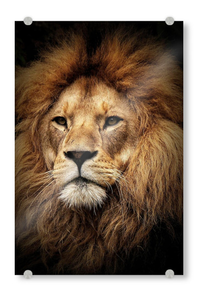 Acrylglasbild "Löwen-Portrait Nahaufnahme" artboxONE - Tiere - Tier,Raubkatze,Löwe,Lion,Animal,Animals,Tiere,Zootiere