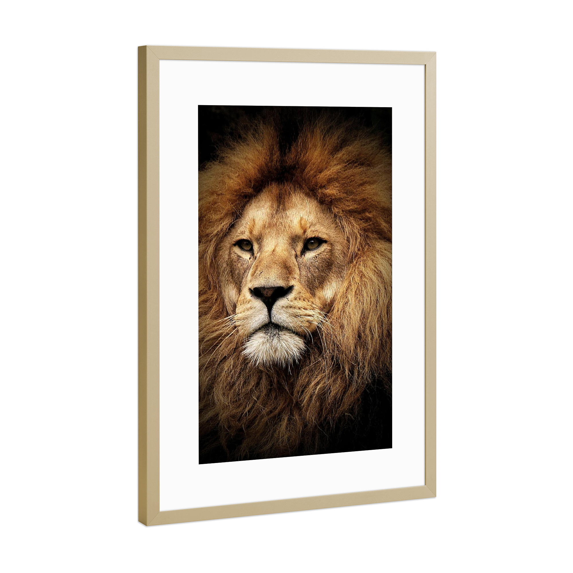 Poster mit Rahmen Gold "LÖWE - PORTRAIT" artboxONE - Tiere - Tier,Raubkatze,Löwe,Lion,Animal,Animals,Tiere,Zootiere