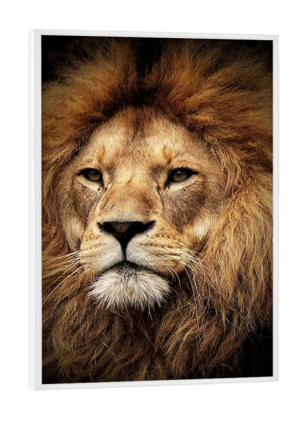 Poster mit weißem Rahmen "Löwen-Portrait Nahaufnahme" artboxONE - Tiere - Tier,Raubkatze,Löwe,Lion,Animal,Animals,Tiere,Zootiere