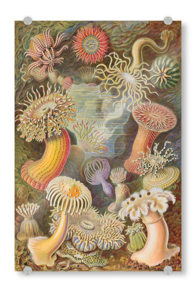 Acrylglasbild "Actinien" artboxONE - Natur,Für Kinder,Tiere,Für Mama,Für Papa
