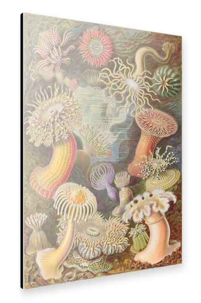 Alu-Dibond "Actinien" 30x20 cm artboxONE