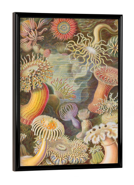Poster mit schwarzem Rahmen "Actinien" artboxONE - Natur,Für Kinder,Tiere,Für Mama,Für Papa