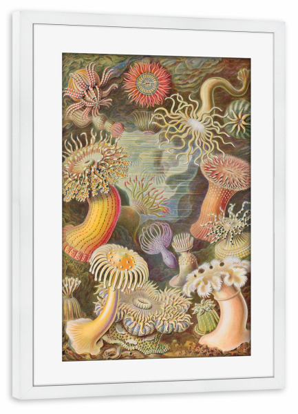 Poster mit Rahmen weiß "Actinien" artboxONE - Natur,Für Kinder,Tiere,Für Mama,Für Papa